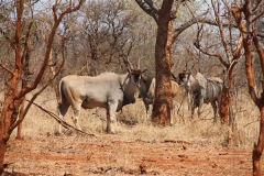 Livingstone Eland Bull