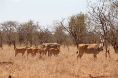 Livingstone Eland Stud Females