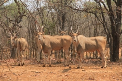 Livingstone Eland Stud Females