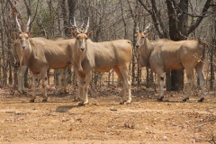 Livingstone Eland Stud Females