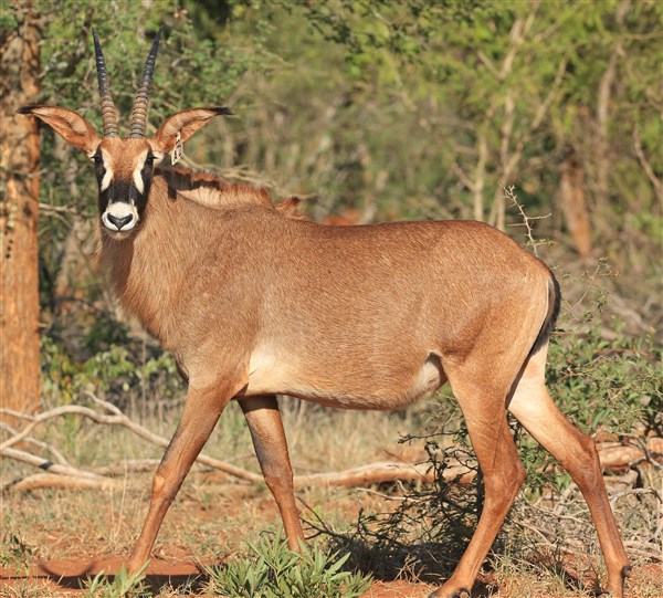 Roan Stud Female