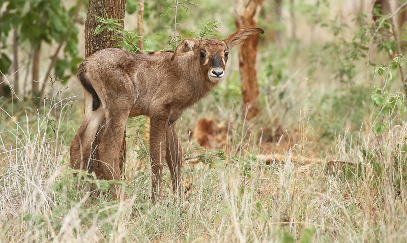 Roan Stud Offspring