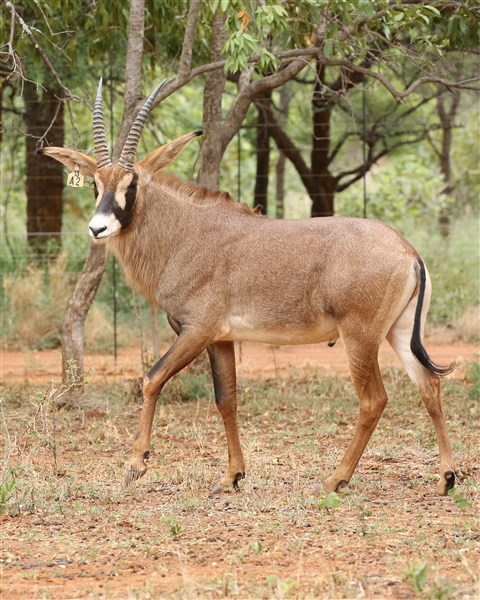 Roan Stud Female