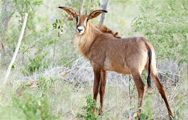 Roan Stud Offspring