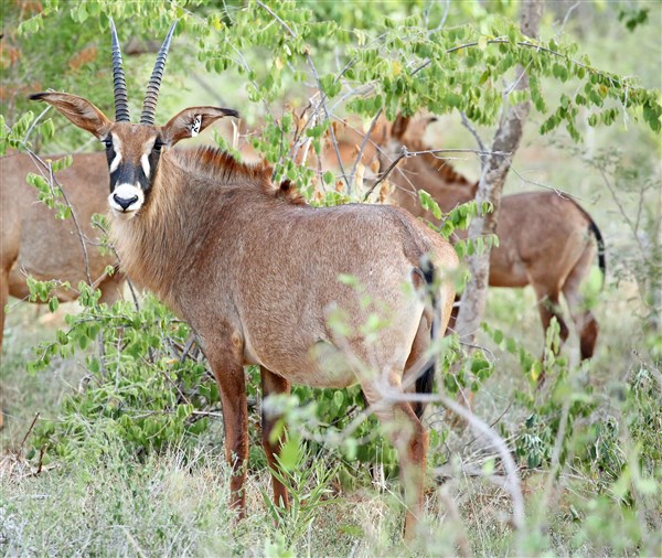 Roan Stud Females