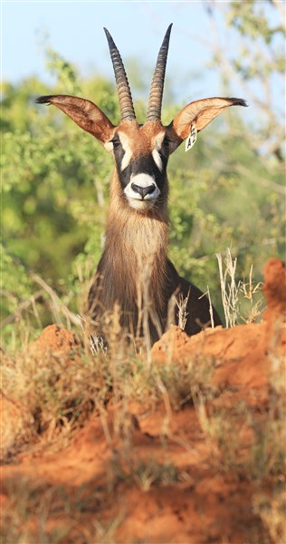 Roan Stud Female