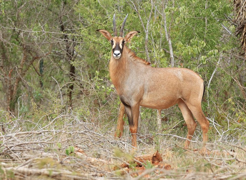 Roan Stud Female