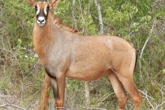 Roan Stud Female