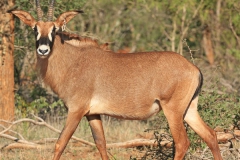 Roan Stud Female