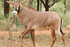 Roan Stud Female
