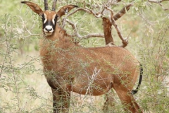 Roan Stud Female