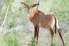 Roan Stud Offspring