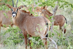 Roan Stud Females