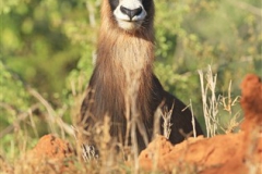 Roan Stud Female