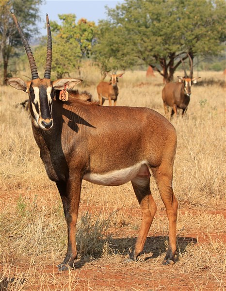 Sable Stud Female