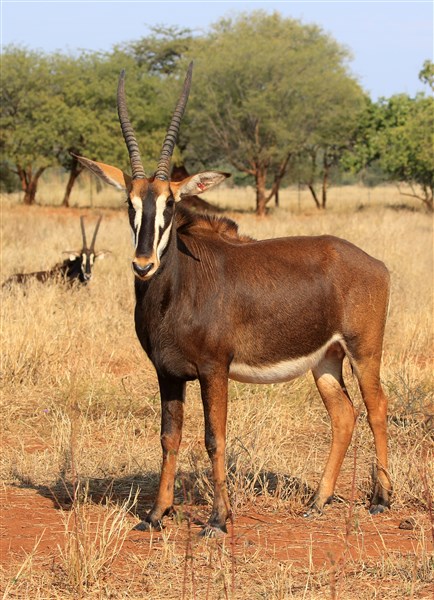 Sable Stud Female