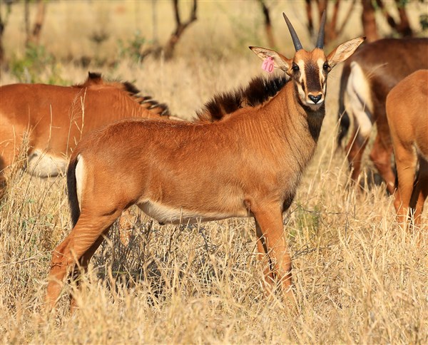 Sable Stud Female