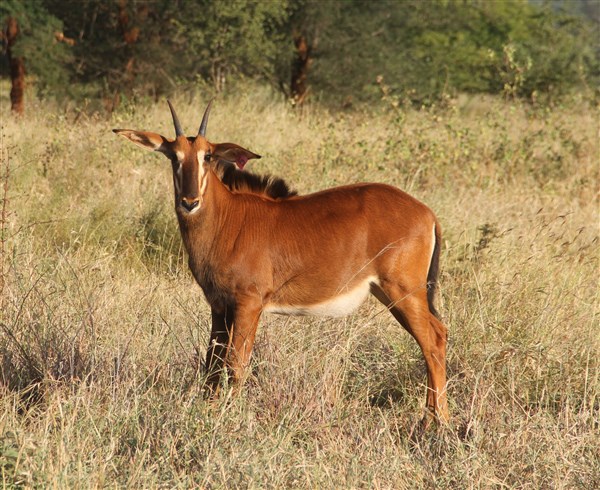 Sable Stud Female