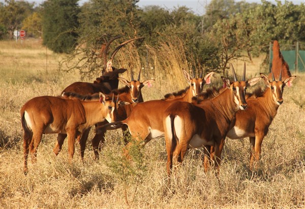 Sable Stud Female