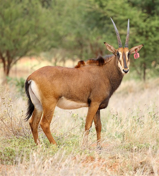Sable Stud Female