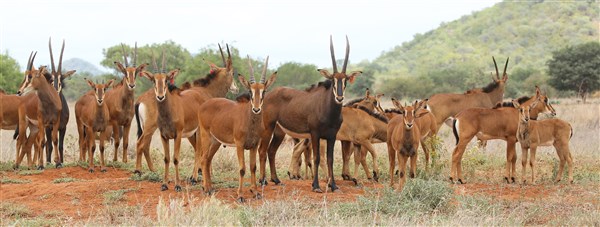 Sable Stud Female
