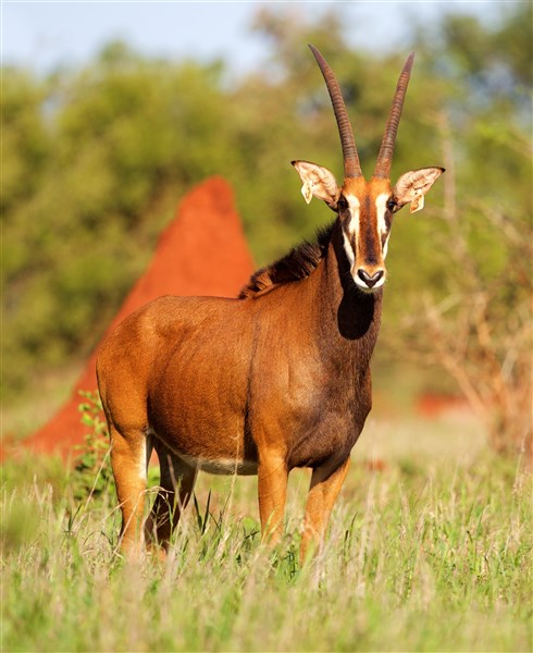 Sable Stud Female