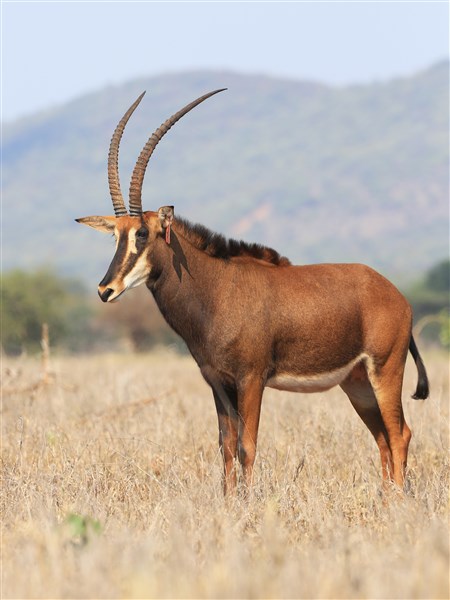 Sable Stud Female