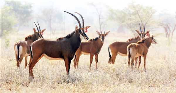 Sable Stud Female