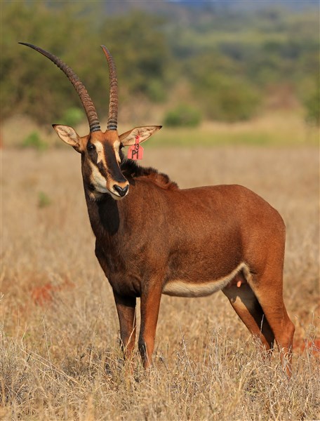 Sable Stud Female