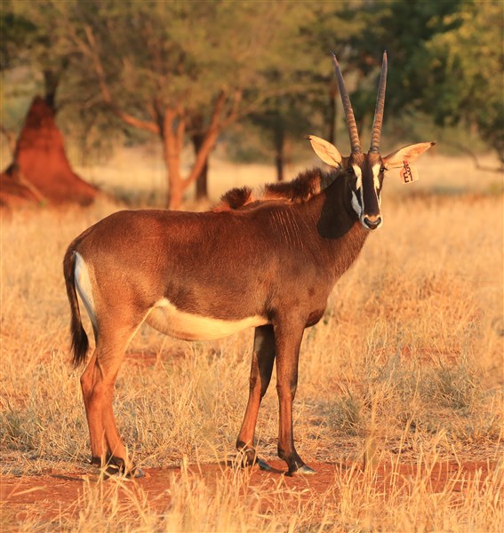 Sable Stud Female