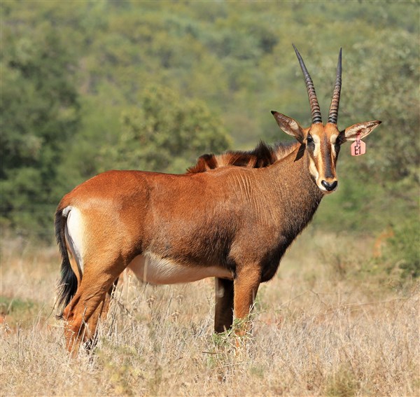 Sable Stud Female