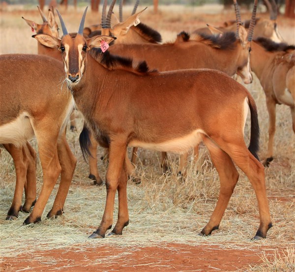 Sable Stud Female