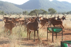 Sable Stud Female