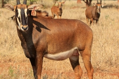 Sable Stud Female
