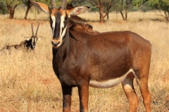 Sable Stud Female