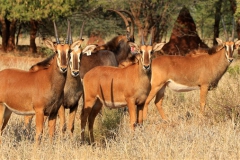 Sable Stud Female