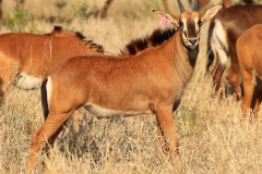 Sable Stud Female