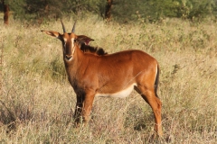 Sable Stud Female
