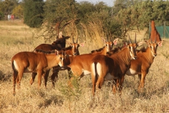 Sable Stud Female