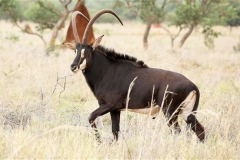 Riaan RW: 47" (Nike)