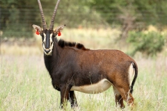 Sable Stud Female