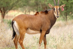 Sable Stud Female