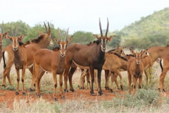Sable Stud Female