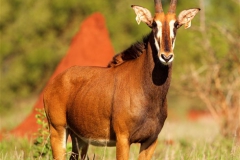 Sable Stud Female