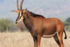 Sable Stud Female