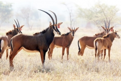 Sable Stud Female