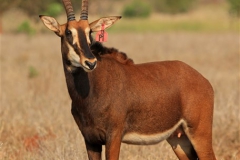 Sable Stud Female