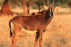 Sable Stud Female