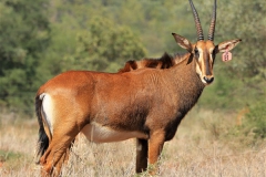 Sable Stud Female
