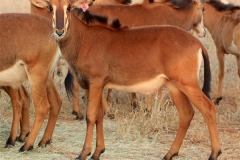 Sable Stud Female